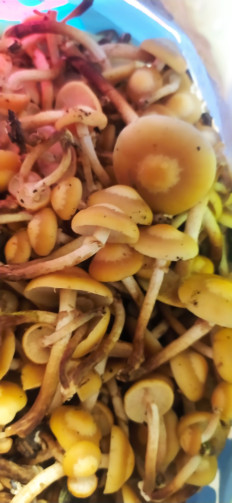 Опёнок летний