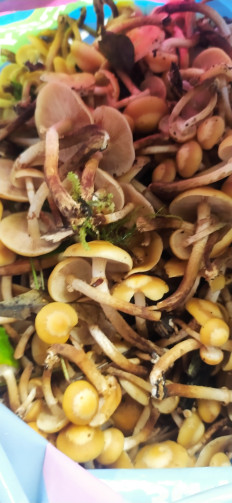 Опёнок летний