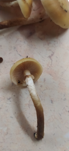 Опёнок летний