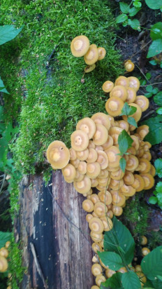 Опёнок летний