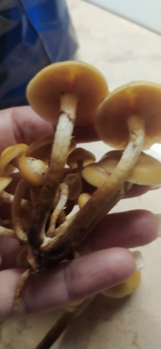 Опёнок летний