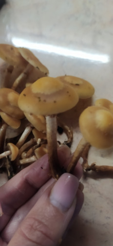 Опёнок летний