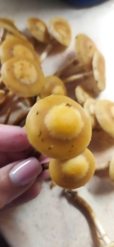 Опёнок летний