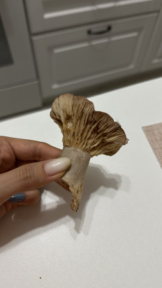 Гриб из Коломна