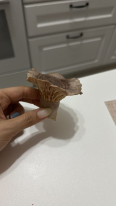 Гриб из Коломна