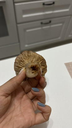 Гриб из Коломна