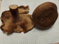 Гриб из Воронеж