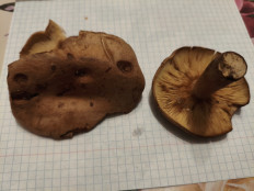 Гриб из Воронеж