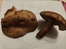 Гриб из Воронеж