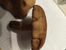 Гриб из Воронеж