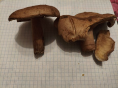 Гриб из Воронеж