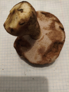 Гриб из Воронеж