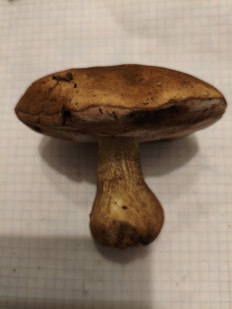 Гриб из Воронеж