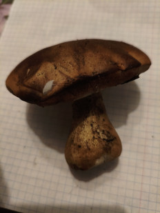 Гриб из Воронеж