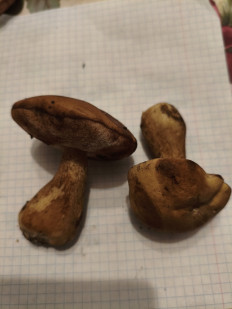 Гриб из Воронеж