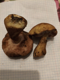 Гриб из Воронеж