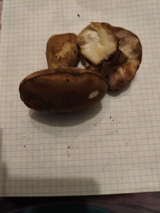 Гриб из Воронеж