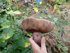 Гриб из Село Ореховка Ставропольского края