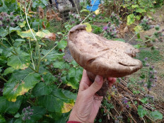 Гриб из Село Ореховка Ставропольского края