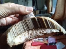 Гриб из Село Ореховка Ставропольского края