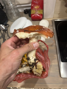 Гриб из Петрозаводск