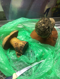 Дубовик обыкновенный