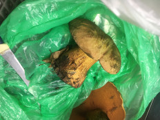 Дубовик обыкновенный