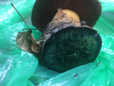 Дубовик обыкновенный