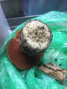 Дубовик обыкновенный