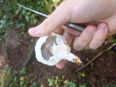 Гриб из Москва