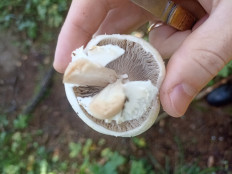 Гриб из Москва