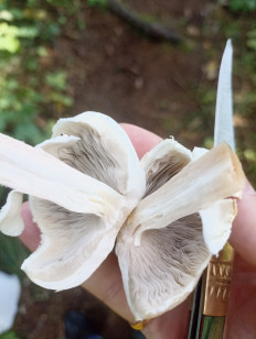 Гриб из Москва