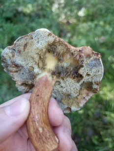 Гриб из Калуга