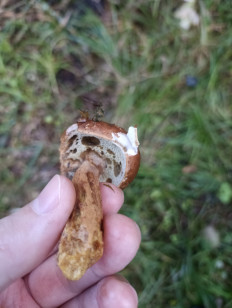 Гриб из Калуга