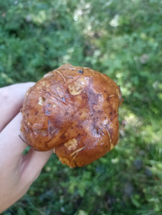 Гриб из Калуга