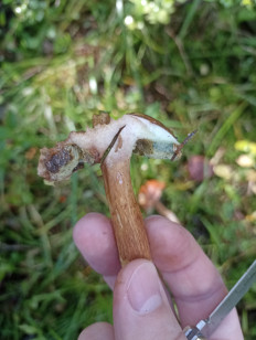 Гриб из Калуга