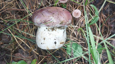 Гриб из Балтай