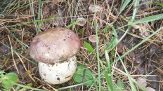 Гриб из Балтай