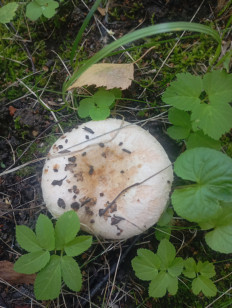 Гриб из Химки