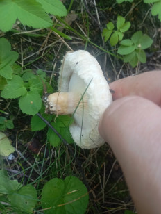 Гриб из Химки