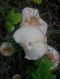 Гриб из Химки