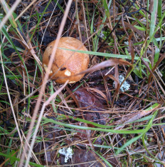 Гриб из Владимир