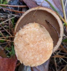 Гриб из Владимир