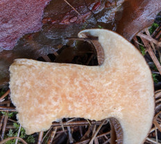 Гриб из Владимир