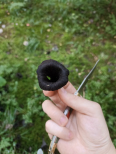 Лисичка черная