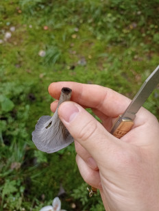 Лисичка черная