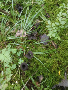 Лисичка черная