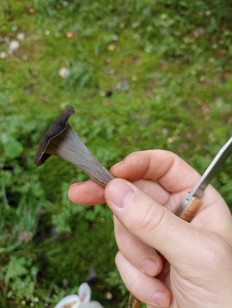 Лисичка черная