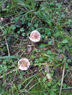 Гриб из Москва