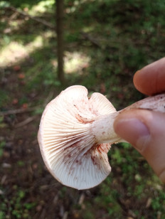 Гриб из Москва